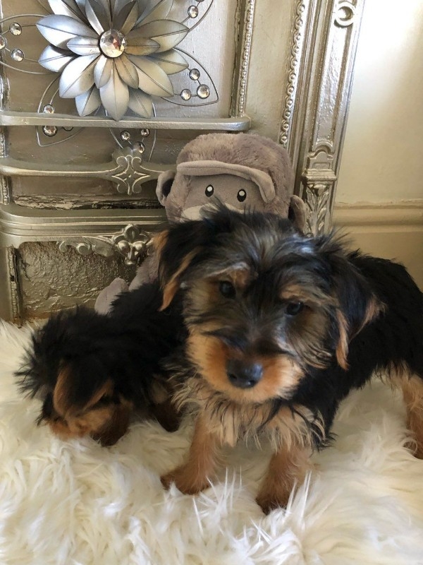 Yorkshire Terrier pups for Re-homing