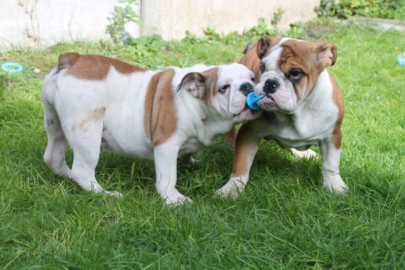 Heavily wrinkled bloodline English Bulldog Puppies