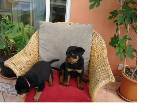 We have male and female affectionate Rottweiler pu